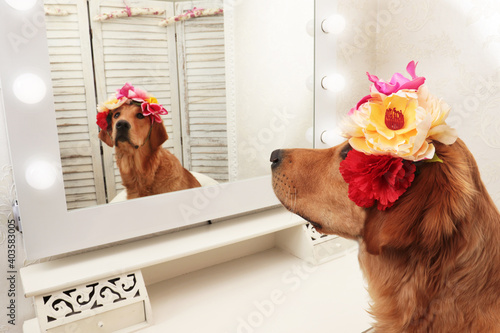 Fotografie Golden retriever dog with headdress