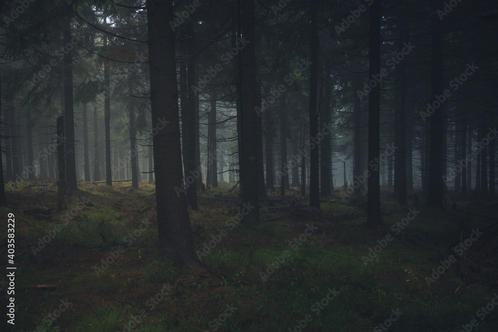 Obraz premium niebezpieczny, ciemny las