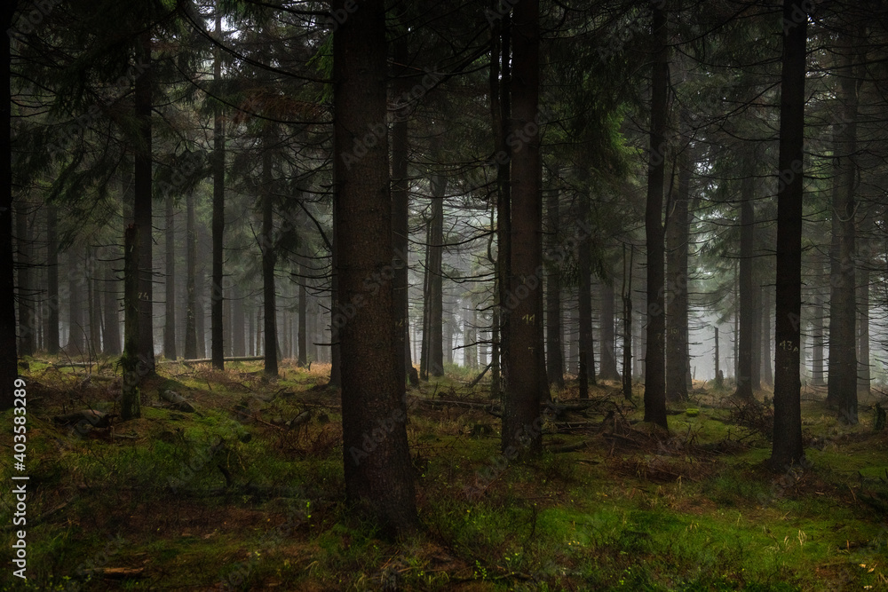 tajemniczy ciemny las. horror