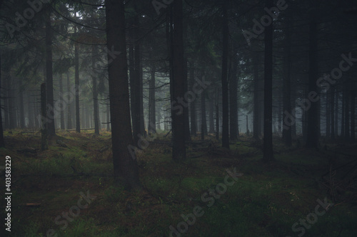niebezpieczny, ciemny las photo