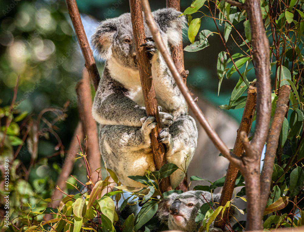 Fototapeta premium Koala in a tree in a Sanctuary on the Gold Coast, Queensland