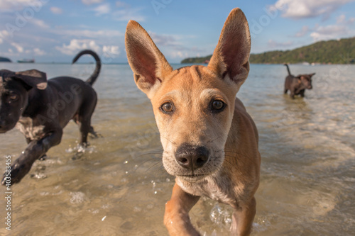 Two month old puppies playing at the beach