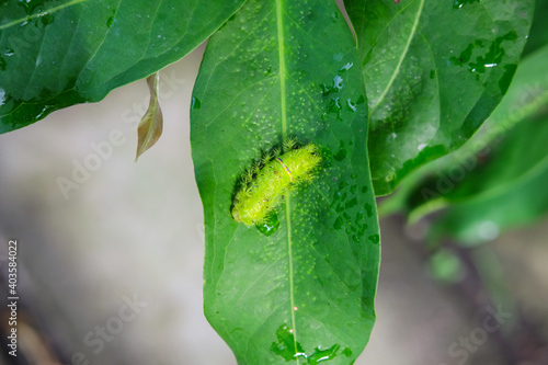 stinging nettle caterpillar, is a moth of the family Limacodidae (Uler Srengene) photo