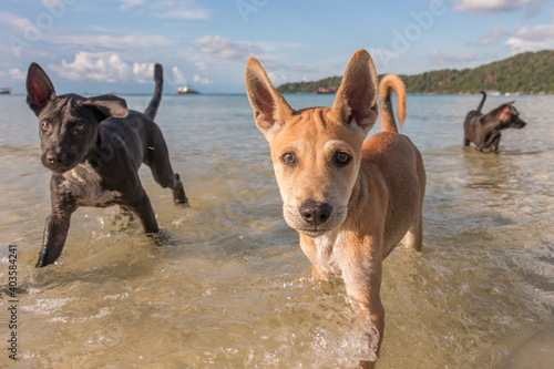 Two month old puppies playing at the beach