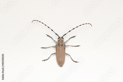 Dorsal of Long horn beetle, Batocera rufomaculata, Pune, Maharashtra, India