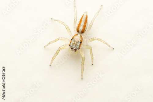 Dorsal of Subadult Male Jmping spider, Epocilla calcarata, Pune, mharashtra, India