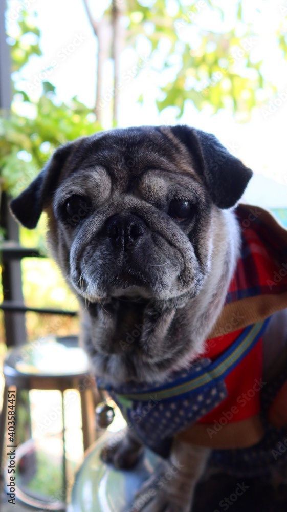 Portrait of an old pug dog Cute fat dog Sitting, smiling happy, seeing funny teeth on a wooden table, selectable focus
