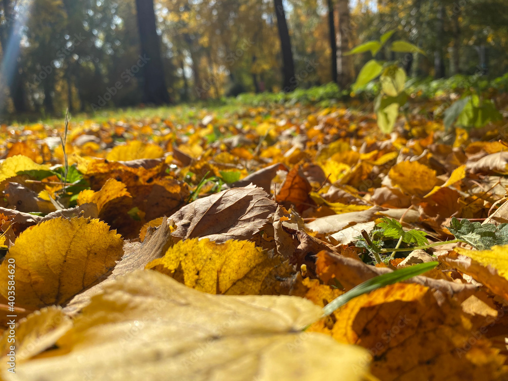 Obraz premium autumn leaves on the ground