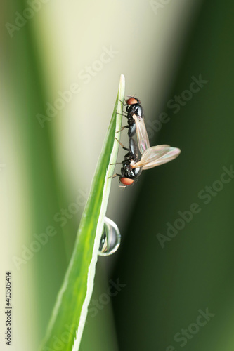 Mating pair of eye gnats, Liohippelates apicatus, Satara, Maharashtra, India photo