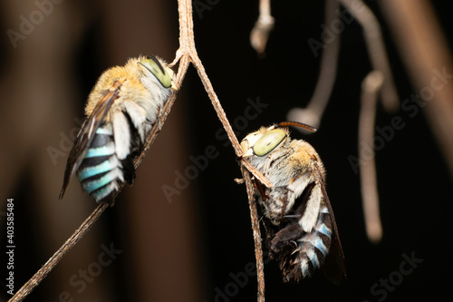 Pair of blue banded bee, Amegilla cinguata, Pune, Maharashtra, India