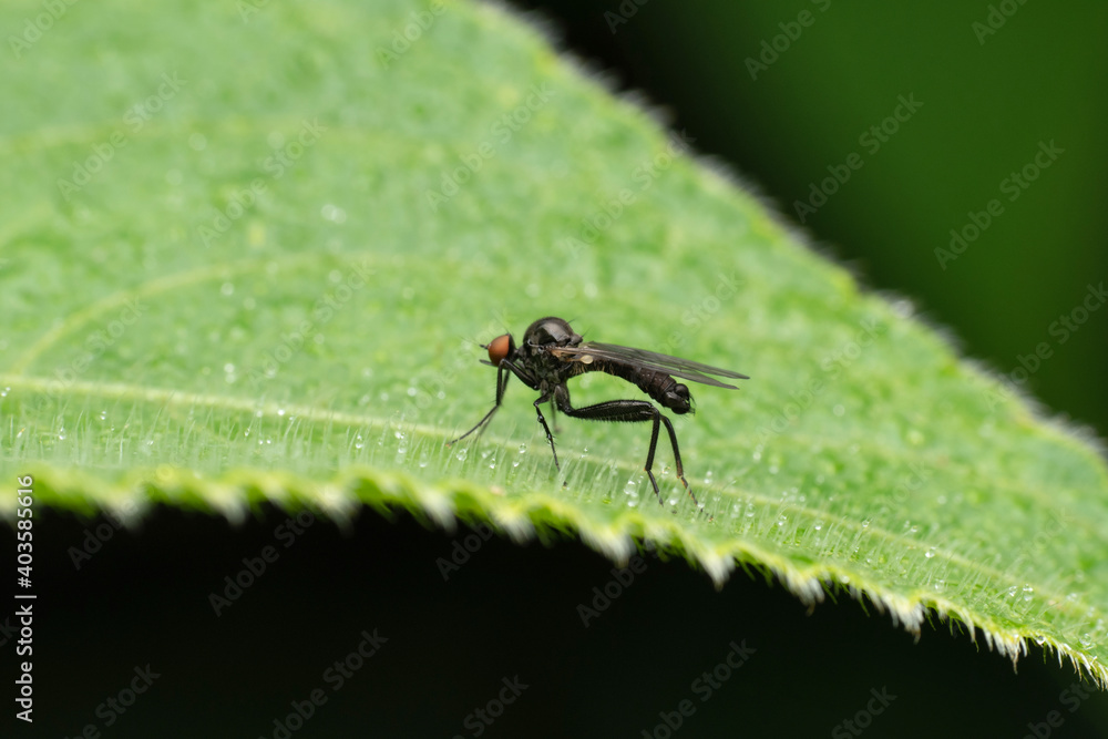 Black robberfly, Dioctria sp, Maharashtra, India Black robberfly, Dioctria sp, Maharashtra, India