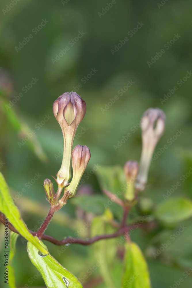 Rare flower, Ceropegia media, Satara Maharashtra, India Rare flower, Ceropegia media, Satara Maharashtra, India