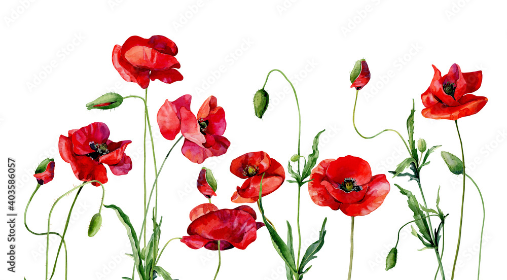 Watercolor poppies and buds on white background - obrazy, fototapety, plakaty 