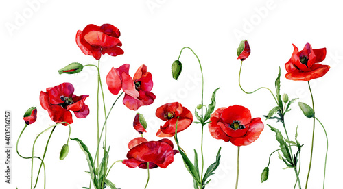 Watercolor poppies and buds on white background
