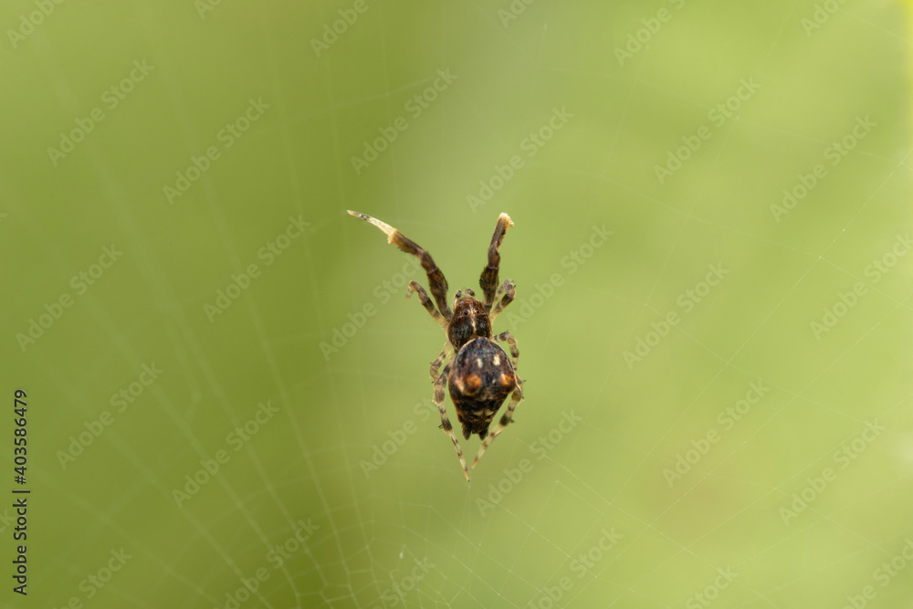 Male mesh weaver spider, Uloborus plumipes, uloboridae, Satara, Maharashtra, India Male mesh weaver spider, Uloborus plumipes, uloboridae, Satara, Maharashtra, India