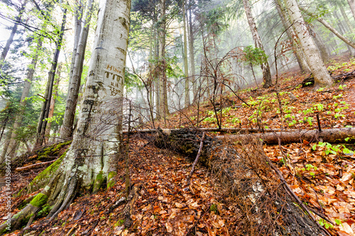 Foggy natural forest with fallen trees and tree with signs cuts in bark in Romanian Carpathian mountains