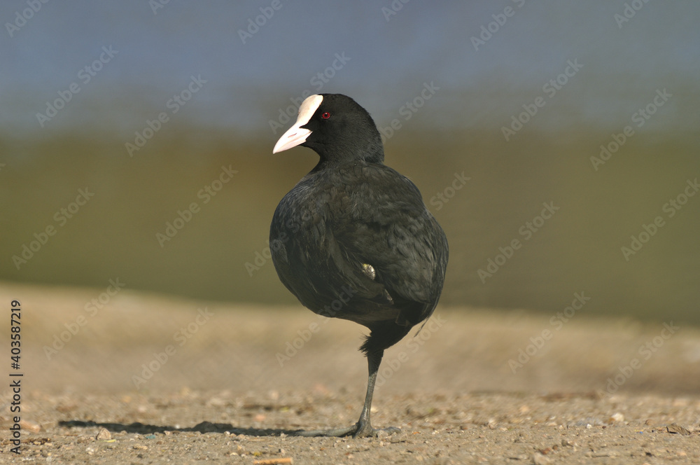 Obraz premium Common coot standing on the one leg