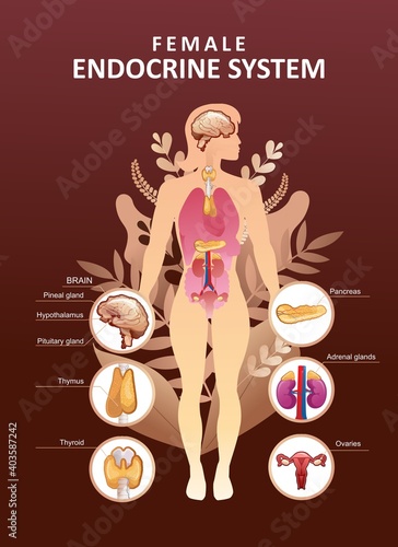 human endocrine system organs poster