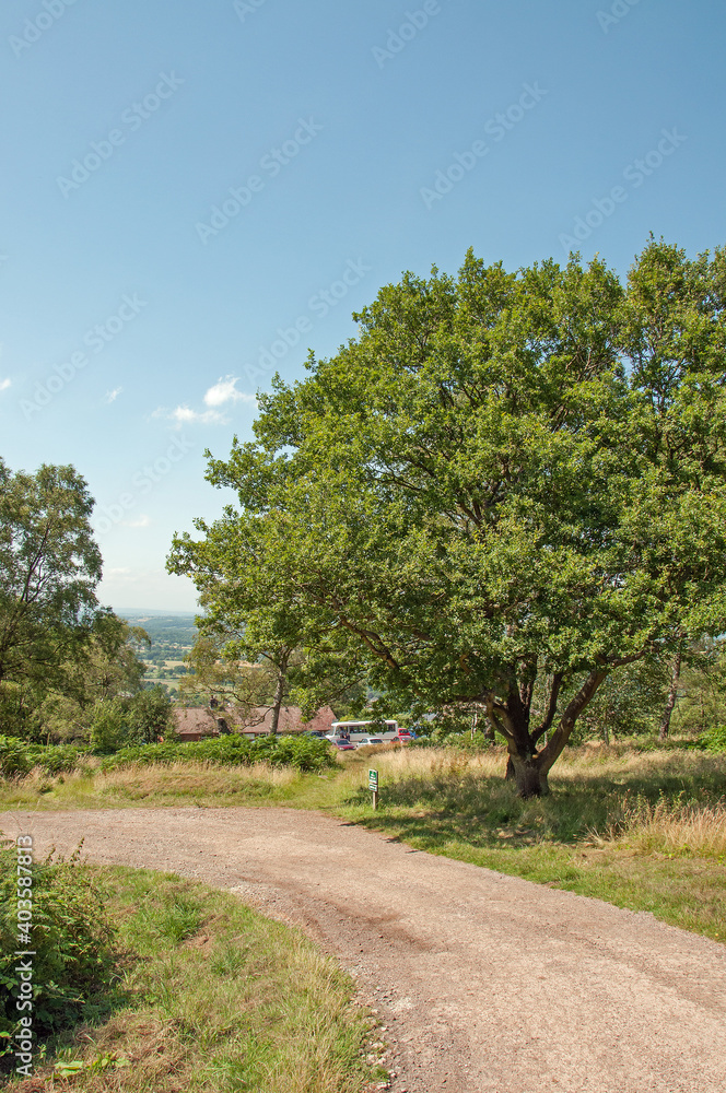 Summertime trees in the Malvern hills of England.