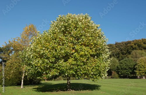 Fotografía Summer Foliage of a Deciduous Tulip Tree (Liriodendron tulipifera) Growing in a