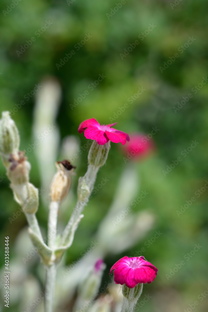 Obraz premium Rose campion