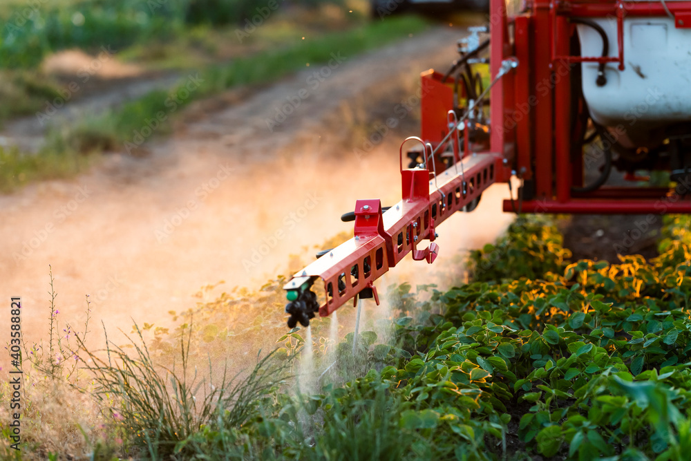 Fototapeta premium Tractor spraying soy field in sunset.