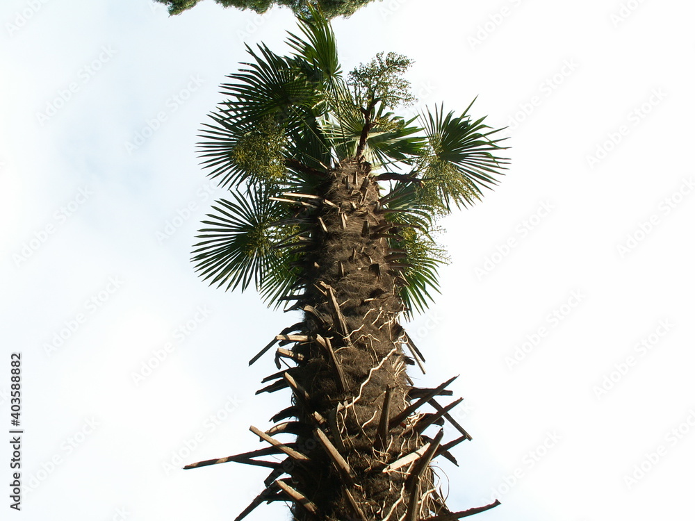 Naklejka premium Tropical trees