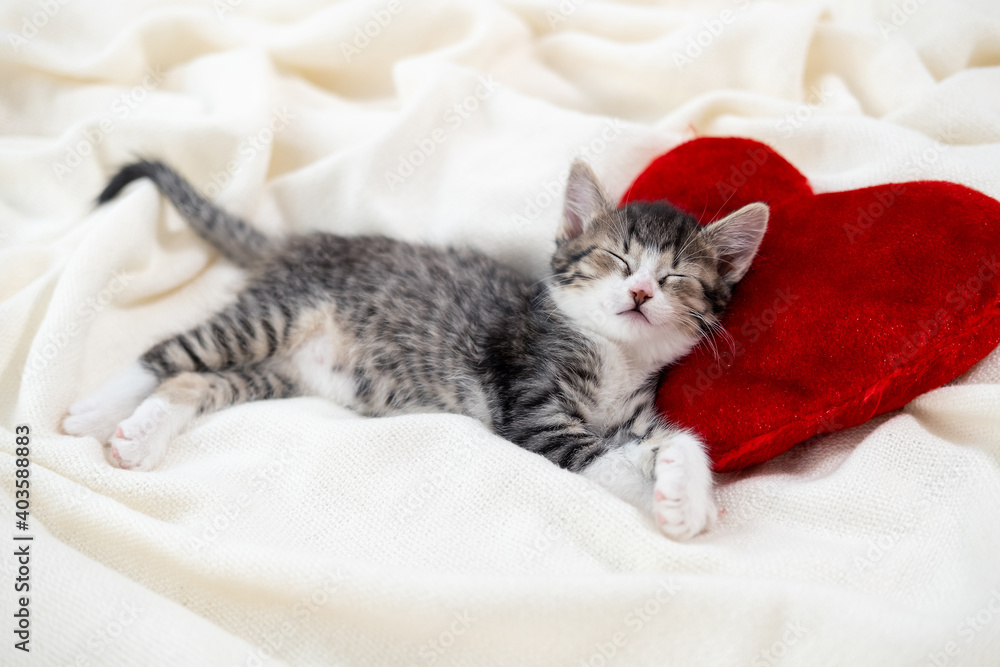 Valentines Day cat. Small striped kitten sleeping on heart shape red pillow on light white blanket on bed. domestic pets concept