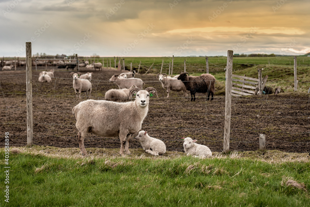 Fototapeta premium sheep on the Icelandic farm
