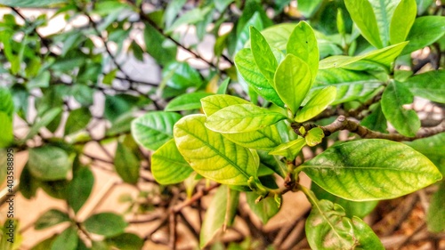 Wallpaper Mural close up of leaves Torontodigital.ca
