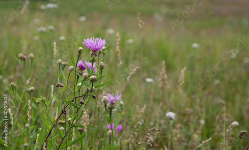 Purple flower in a green field. Background  screensaver. Summer season.