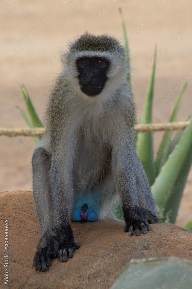 Obraz premium vervet monkey