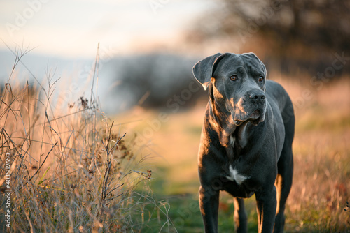 Schilderij op canvas Pictures of beautiful gray Cane Corso breed taken during a regular walk and obed