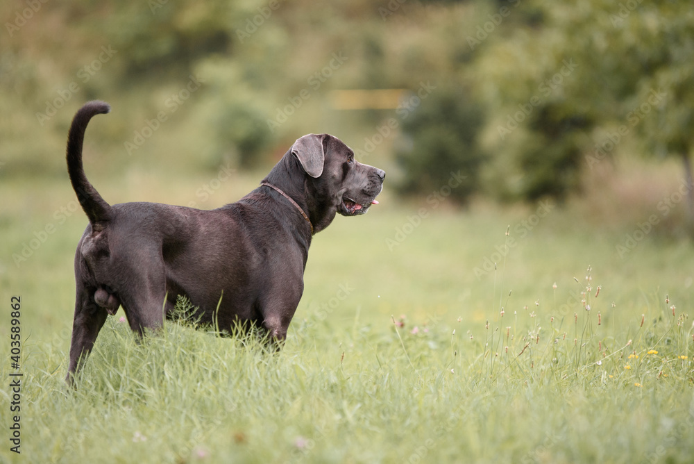 Pictures of beautiful gray Cane Corso breed taken during a regular walk and obedience training Pictures of beautiful gray Cane Corso breed taken during a regular walk and obedience training