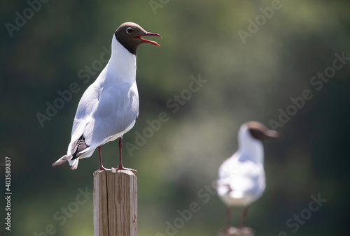 Photography The black-headed gull (Chroicocephalus ridibundus) is a small gull