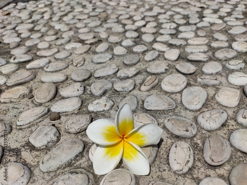 Frangipani flowers on the concrete floor