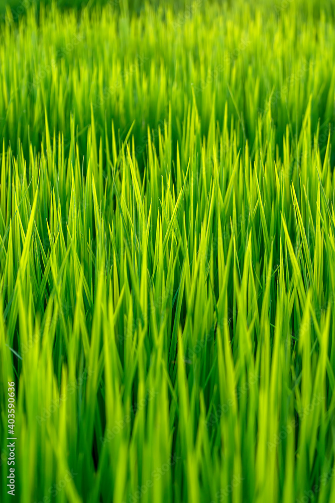 Rice leaf growing in the rice field. Rice leaf growing in the rice field.