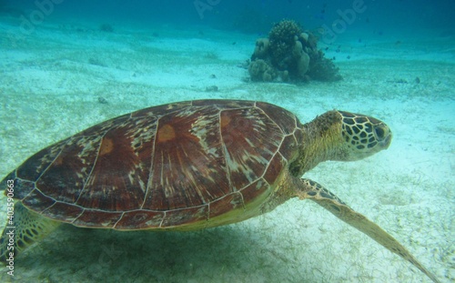  sea turtle, sea, Cebu, Bohol