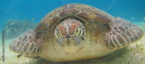  sea turtle, sea, Cebu, Bohol