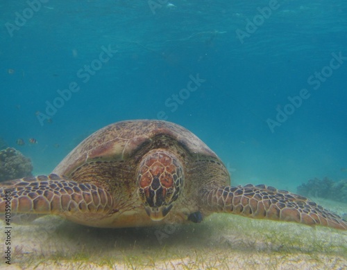  sea turtle, sea, Cebu, Bohol photo