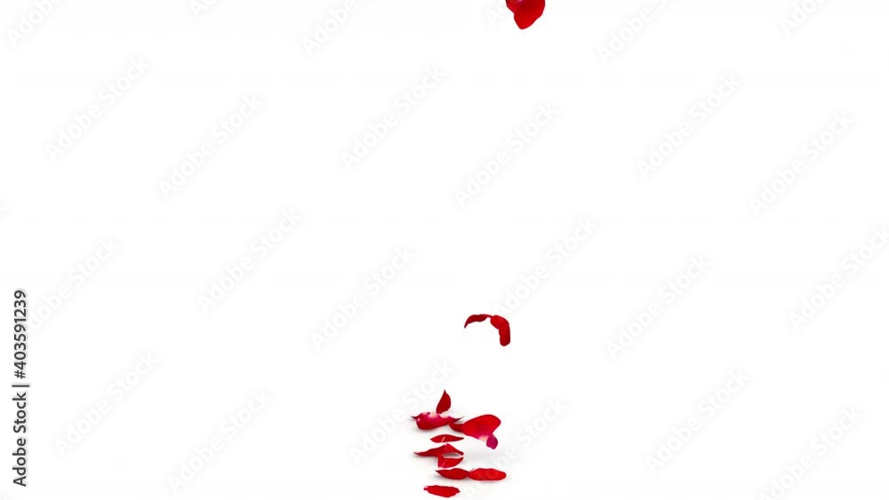 The petals of the red rose fall one at a time in the center. Isolated white background. 4K video quality The petals of the red rose fall one at a time in the center. Isolated white background. 4K video quality
