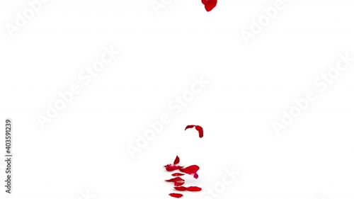 The petals of the red rose fall one at a time in the center. Isolated white background. 4K video quality