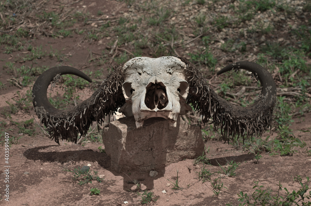 african buffalo skull on a rock at the safari park entry