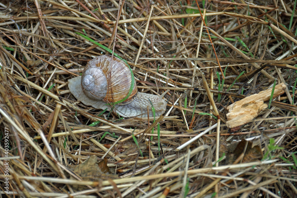 Gehäuseschnecke Gehäuseschnecke