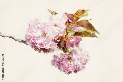 Japanese cherry, Prunus serrulata. Sakura cherry in full bloom, Prunus Kanzan. Watercolor illustration. photo