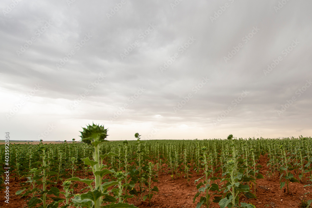 Fototapeta premium field of corn