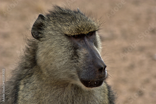 close up of a yellow baboon (Papio cynocephalus)