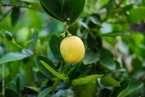 Lemon tree with one ripe lemon on the tree