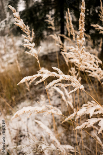 Grashalme mit Schnee bedeckt © Daniela Knipper