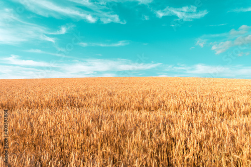 Wheat field on a mountain with blue sky in the background during sunset